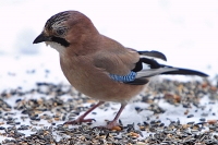 Eichelhäher Eichelhäher