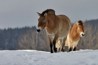 Nationalpark Bayerischer Wald - Wildpferde