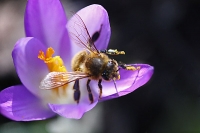 Honigsammler Honigsammler