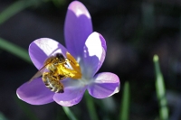 Honigsammler Honigsammler