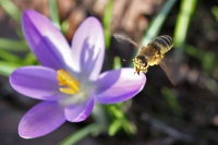 Honigsammler Honigsammler