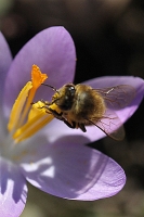 Honigsammler Honigsammler