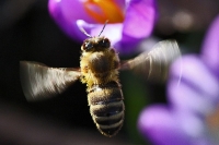 Honigsammler Honigsammler