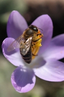 Honigsammler Honigsammler