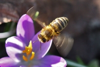 Honigsammler Honigsammler