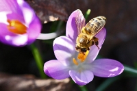 Honigsammler Honigsammler