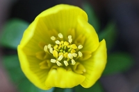 Winterling Winterling