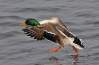 Ente beim Starten Ente beim Starten