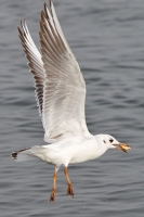 Möwe im Flug Möwe im Flug