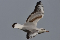 Möwe im Flug Möwe im Flug