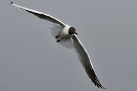 Lachmöwe im Flug Lachmöwe im Flug