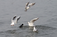 Möwen machen dem Moorhuhn das Futter streitig Möwen machen dem Moorhuhn das Futter streitig