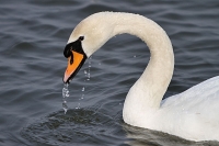 Schwan Schwan