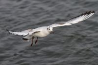 Möwe im Flug Möwe im Flug