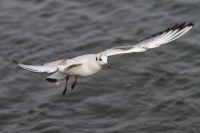 Möwe im Flug