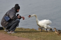 Kurt ärgert Schwan Kurt ärgert Schwan