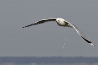 Möwe im Flug Möwe im Flug