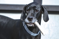 Bratwurst für Hundi Bratwurst für Hundi