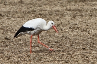 Storch auf Nahrungssuche Storch auf Nahrungssuche