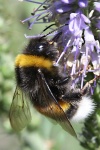 Hummel