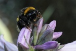 Hummel
