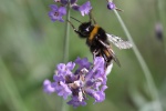 Hummel
