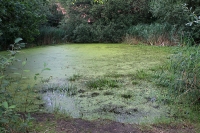 Gut Sunder - Teich Gut Sunder - Teich