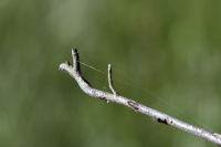 Zweig für den Eisvogel Zweig für den Eisvogel