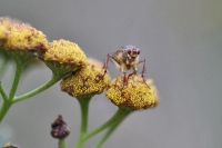 Raubfliege unscharf Raubfliege unscharf