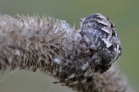 Kreuzspinne Kreuzspinne