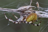 Krabbenspinne Krabbenspinne