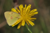 Schmetterling Schmetterling
