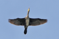 Kormoran - zu weit weg und unscharf Kormoran - zu weit weg und unscharf