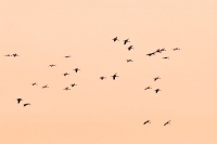 Kraniche im Gegenlicht Kraniche im Gegenlicht