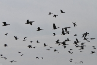 Graugänse im Gegenlicht Graugänse im Gegenlicht