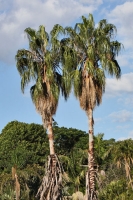 Palmen in Sydney