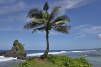 Palme auf Samoa