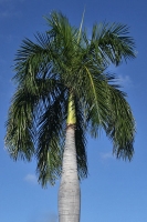 Palme auf Oahu