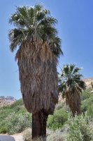 Palme im Palm Canyon