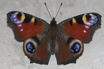 Schmetterling