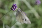 Schmetterling