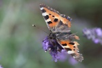 Schmetterling