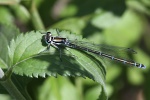 Libelle