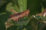 Heuschrecke