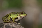 Frosch
