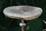 Pilz