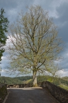 Auf der Neuerburg Auf der Neuerburg