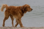 Hund am Darß - Ostsee
