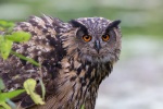 Europäischer Uhu - Paula Europäischer Uhu - Paula