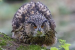 Europäischer Uhu - Paula Europäischer Uhu - Paula